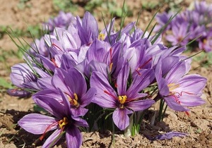 آموزش کاشت زعفران به کشاورزان در بوکان