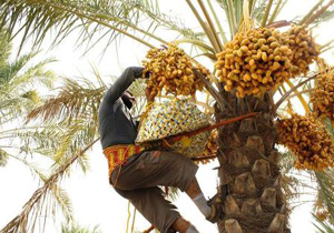 آغاز برداشت خرما از نخلستان های سندرک