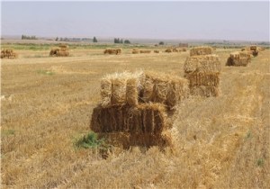 درآمد میلیاردی کشاورزان فومنی با فروش کاه و کلش