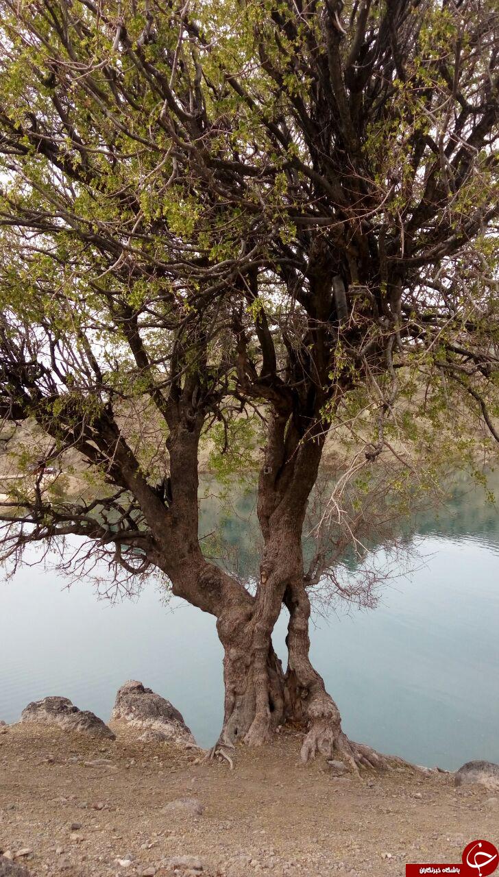 منطقه چشم نواز طرنگ در قاب تصویر