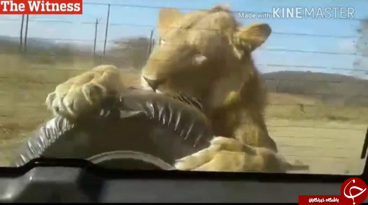 لحظه وحشتناک حمله شیر به خودروی گردشگران در پارک + تصاویر