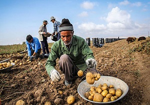 تولید 4 درصد محصولات کشاورزی کشور در اردبیل