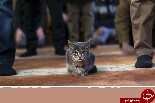 عجیب&zwnj;ترین روزها در تقویم جهانی