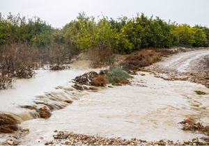 خسارت بارش باران به باغات انگور میمند
