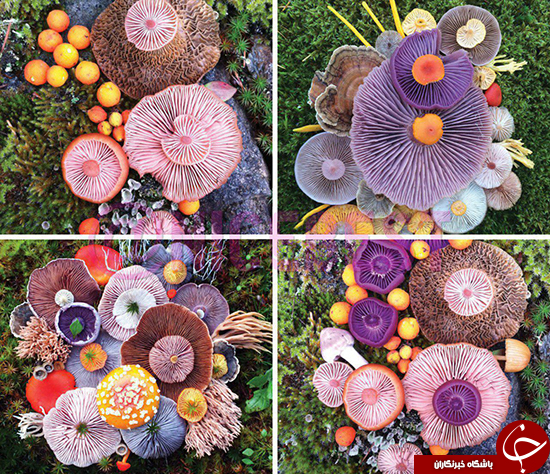 هنرنمایی با استفاده از قارچ +تصاویر