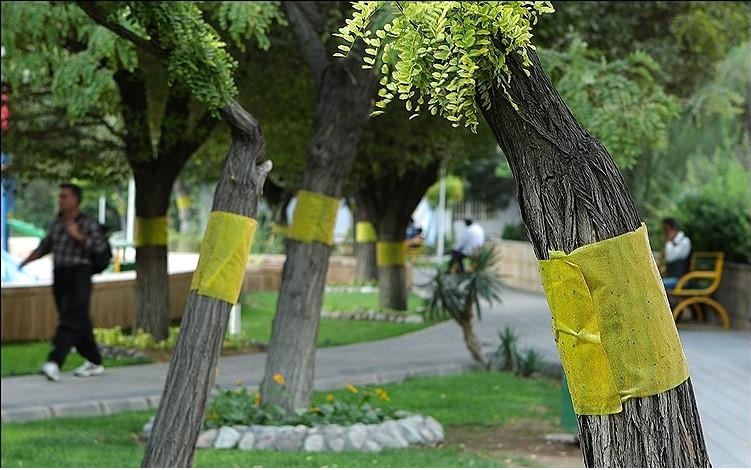مگسهای سفید، مهمان های ناخوانده پایتختنشینان/ چگونه در برابر عسلک ها سلامت بمانیم؟ مگسهای سفید، مهمان های ناخوانده پایتختنشینان/ چگونه در برابر عسلک ها سلامت بمانیم؟