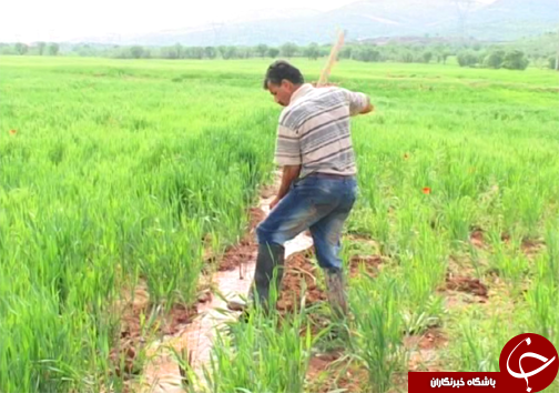 ۳۲ هزار هکتار از اراضی لرستان زیر کشت محصولات آبدوست