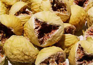 آغاز برداشت انجیر در استهبان