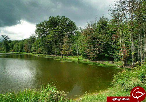 خشکسالی در کمین شالیزار&zwnj;های مازندران