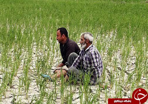 خشکسالی در کمین شالیزار&zwnj;های مازندران