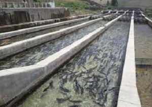 رهاسازی 438 هزارقطعه بچه ماهی در استخرهای پرورش ماهی زهک