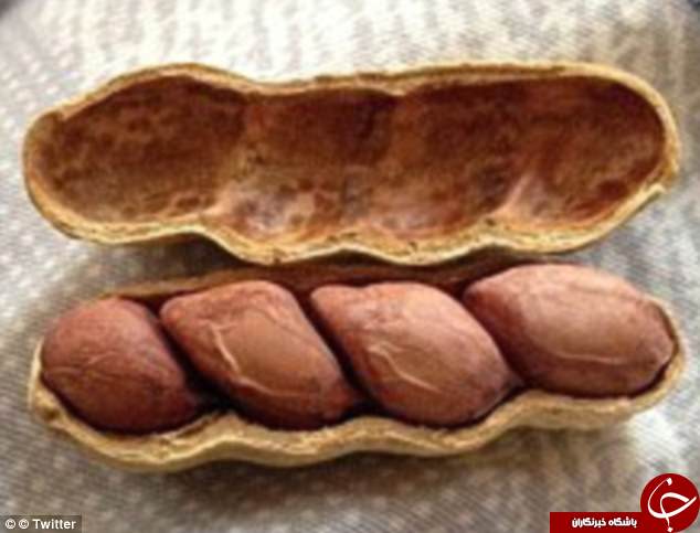میوه&zwnj;های عجیب الخلقه در سراسر جهان+ تصاویر