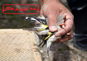 دستگیری ۴ گروه متخلف زنده گیری پرندگان در سلسله