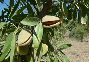 آغاز برداشت بادام درختی در کاشان