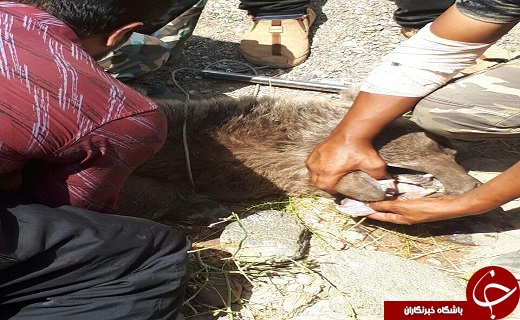 حمله خرس به دو مرد روستایی +تصاویر