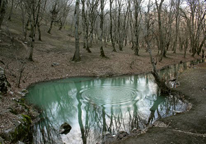 ناپدید شدن مردی گلستانی در جنگل