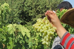 گشایش دفتر نمایندگی گمرک آذربایجان‌شرقی در شهرستان ملکان