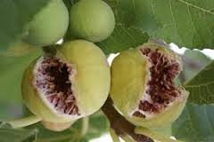برداشت میوه در سطح باغات  ملکشاهی