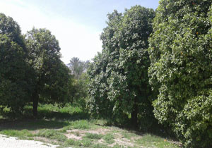 نمایی از طبیعت دیدنی و فوق‌العاده زیبا در دریس + تصاویر