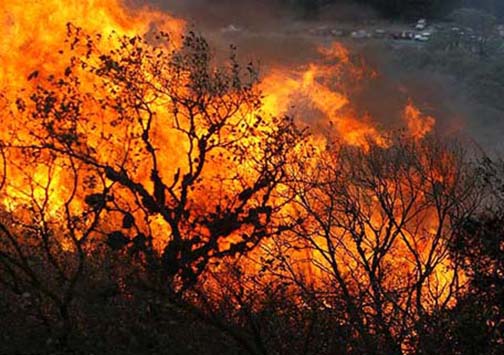 آتش‌سوزی در جنگل‌های «قرق» گرگان مهار شد/۲ هکتار جنگل در آتش سوخت