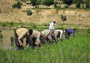 برخورد قاطع با برنج کاران شهرستان صحنه