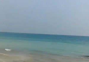 مرگ و میر آبزیان در دریای کنگان + فیلم