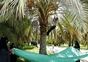 برداشت خرما در طبس