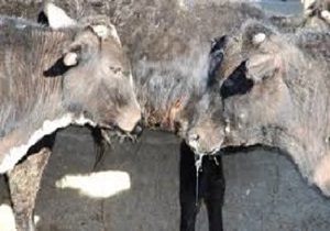 شیوع بیماری تب برفکی در 2 منطقه از استان قم