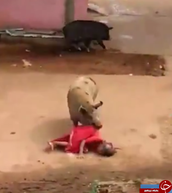 حمله مرگبار دو خوک خشمگین به زن 60 ساله + تصاویر