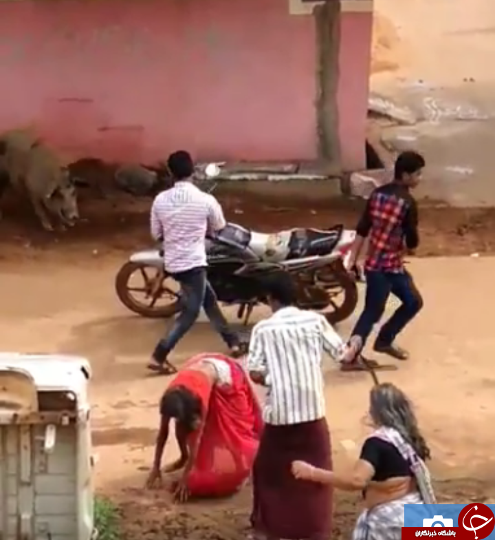 حمله مرگبار دو خوک خشمگین به زن 60 ساله + تصاویر