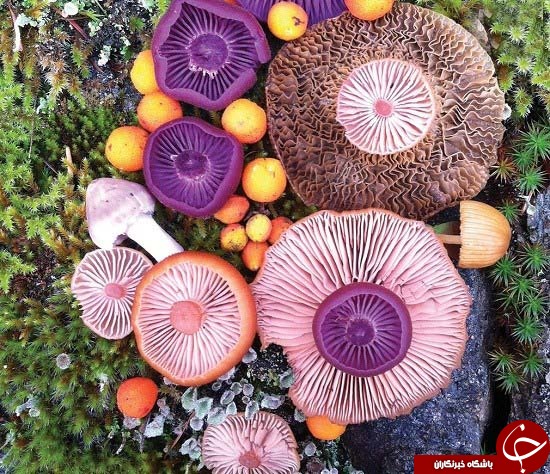 قارچ&zwnj;های جادویی؛ هنر طبیعت