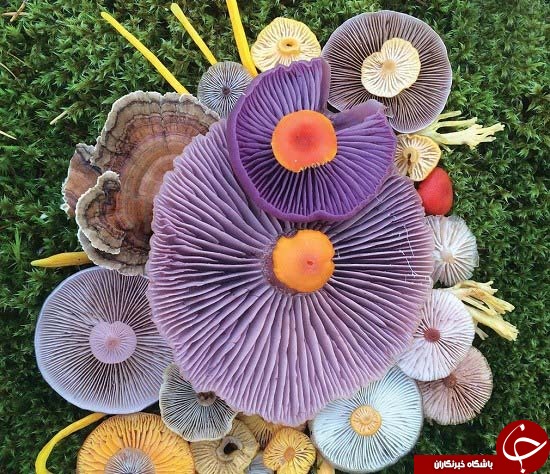 قارچ&zwnj;های جادویی؛ هنر طبیعت