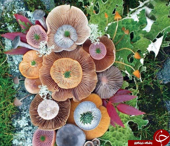 قارچ&zwnj;های جادویی؛ هنر طبیعت