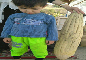 برداشت خیار چنبر 11 کیلویی توسط کشاورز سردشتی