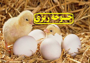 کاهش ۲۲ درصدی جوجه ریزی در واحد‌های گوشتی خرم‌آباد