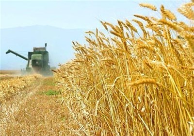 خرید تضمینی گندم به 7 میلیون و 200 هزارتنرسید/پرداخت 440 میلیارد تومان بهای دانه روغنی