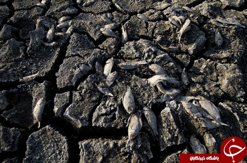 تصاویر روز: از آتش&zwnj;زدن عروسک دوترته در مانیل تا روزه سکوت زنان هندو برای صلح جهانی