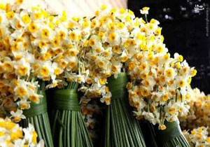 برگزاری جشنواره گل نرگس در خراسان‌جنوبی