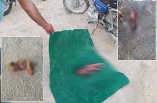 نوزادی در تنگستان خوراک سگ‌ها شد +عکس