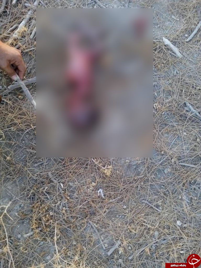 نوزادی در تنگستان خوراک سگ&zwnj;ها شد +عکس