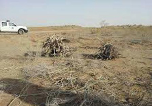 دستگیری 2 قاچاقچی چوب تاغ در آران و بیدگل