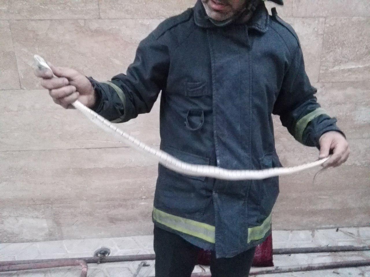 صید مار یک متری از منزل مسکونی در مشهد
