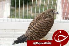 یک قطعه بهله دلیجه در نیکشهر رها سازی شد