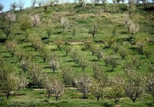اجرای طرح توسعه باغات دیم در استان کردستان