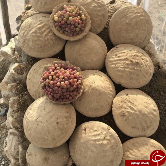 روشی جالب برای تازه نگه داشتن انگور +عکس
