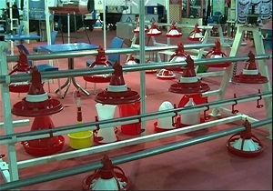 نمایشگاه دام و طیور در قزوین