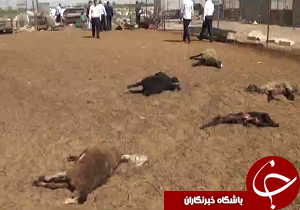 حمله گرگ ها به گوسفندان در اقبالیه