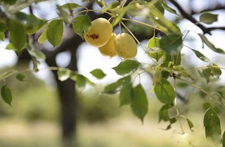 درختی عجیب با میوه الکل دار در آفریقا+تصاویر