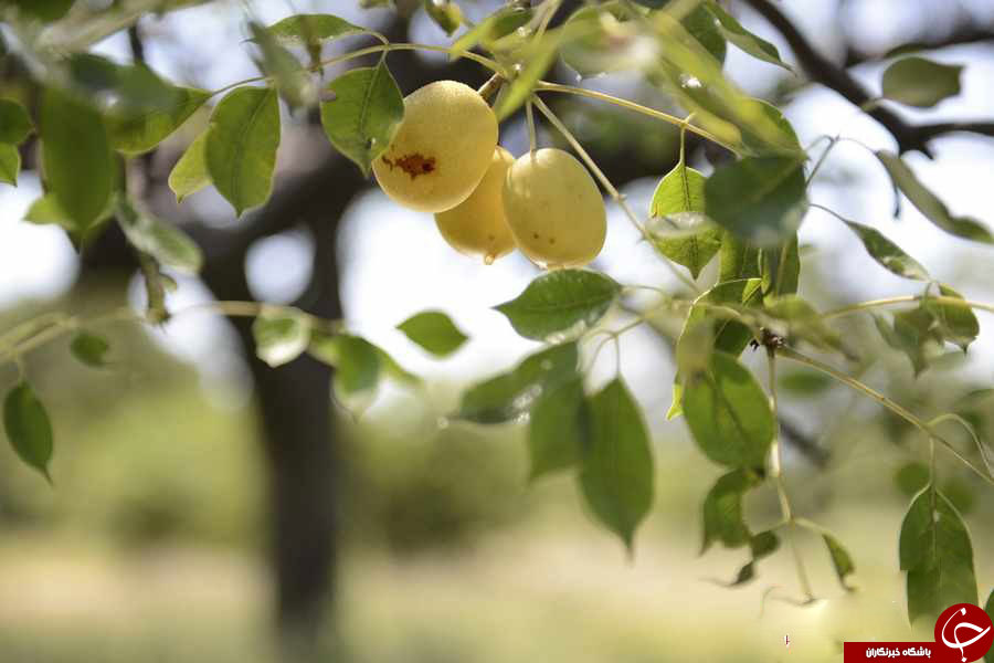 درختی عجیب با میوه الکل دار در آفریقا