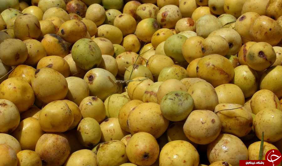 درختی عجیب با میوه الکل دار در آفریقا